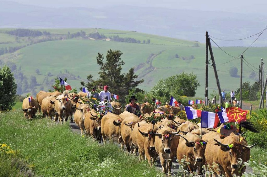 Aubrac, transumance