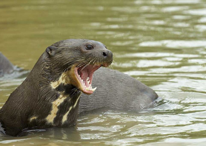 Loutre