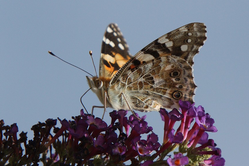 Papillon