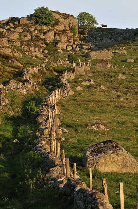 Aubrac