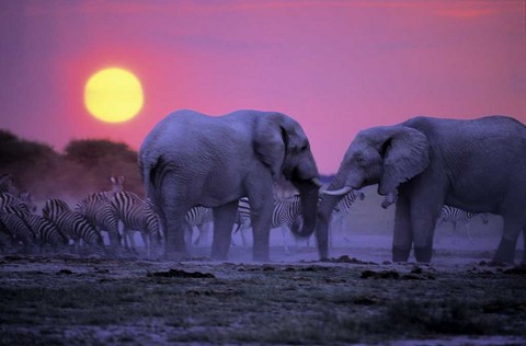 Eléphants, Botswana